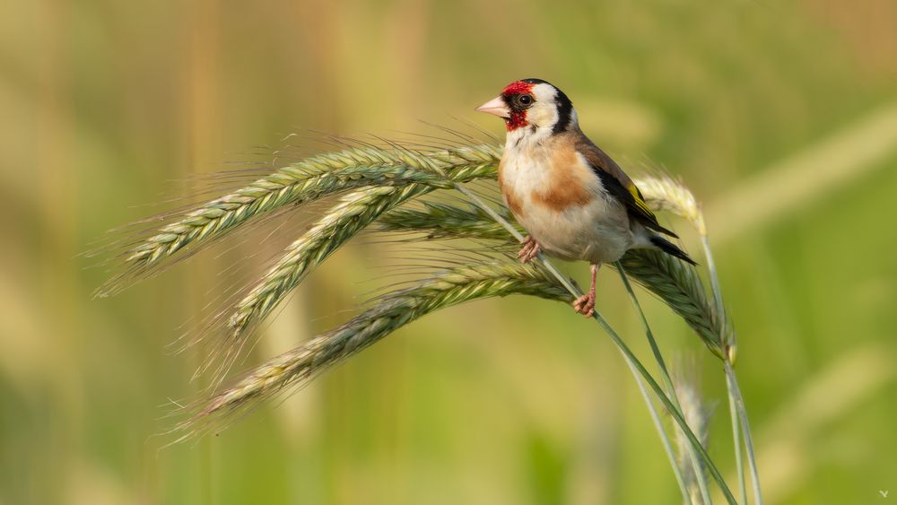 Stieglitz Carduelis carduelis Foto & Bild outdoor, natur, deutschland Bilder auf