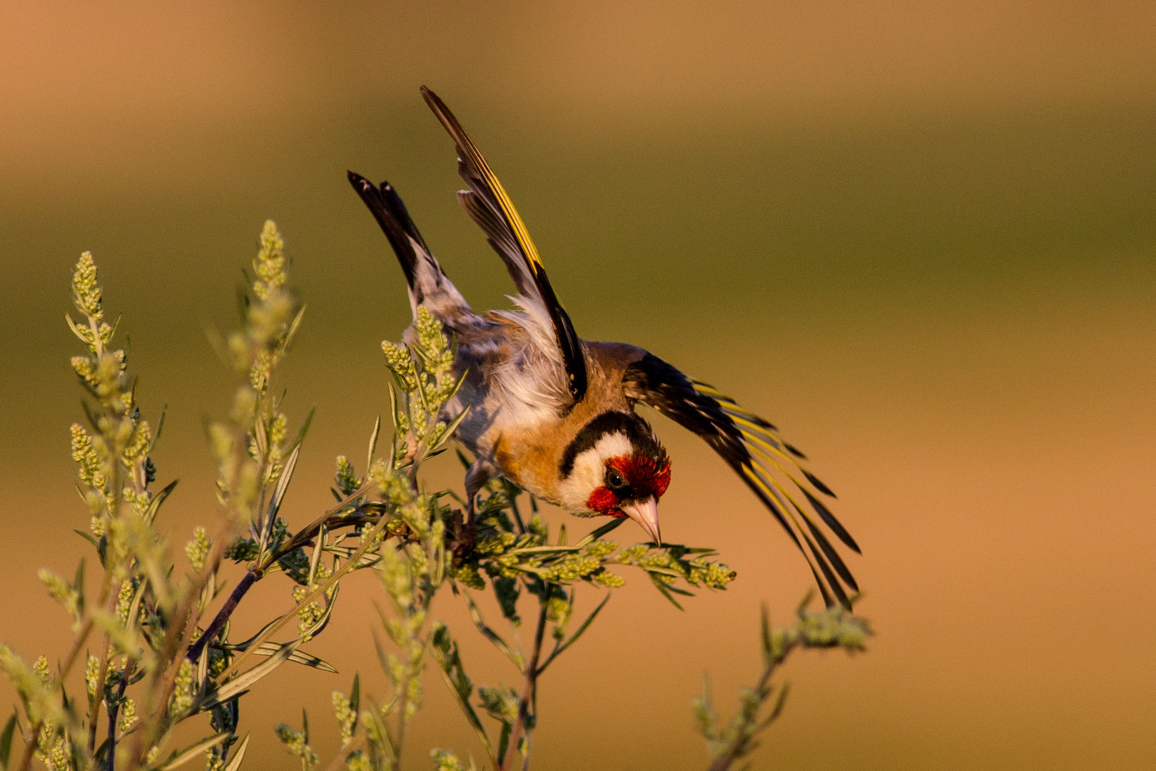 Stieglitz (Carduelis carduelis)