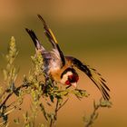 Stieglitz (Carduelis carduelis)