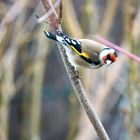 Stieglitz (Carduelis carduelis)