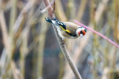 Stieglitz (Carduelis carduelis)