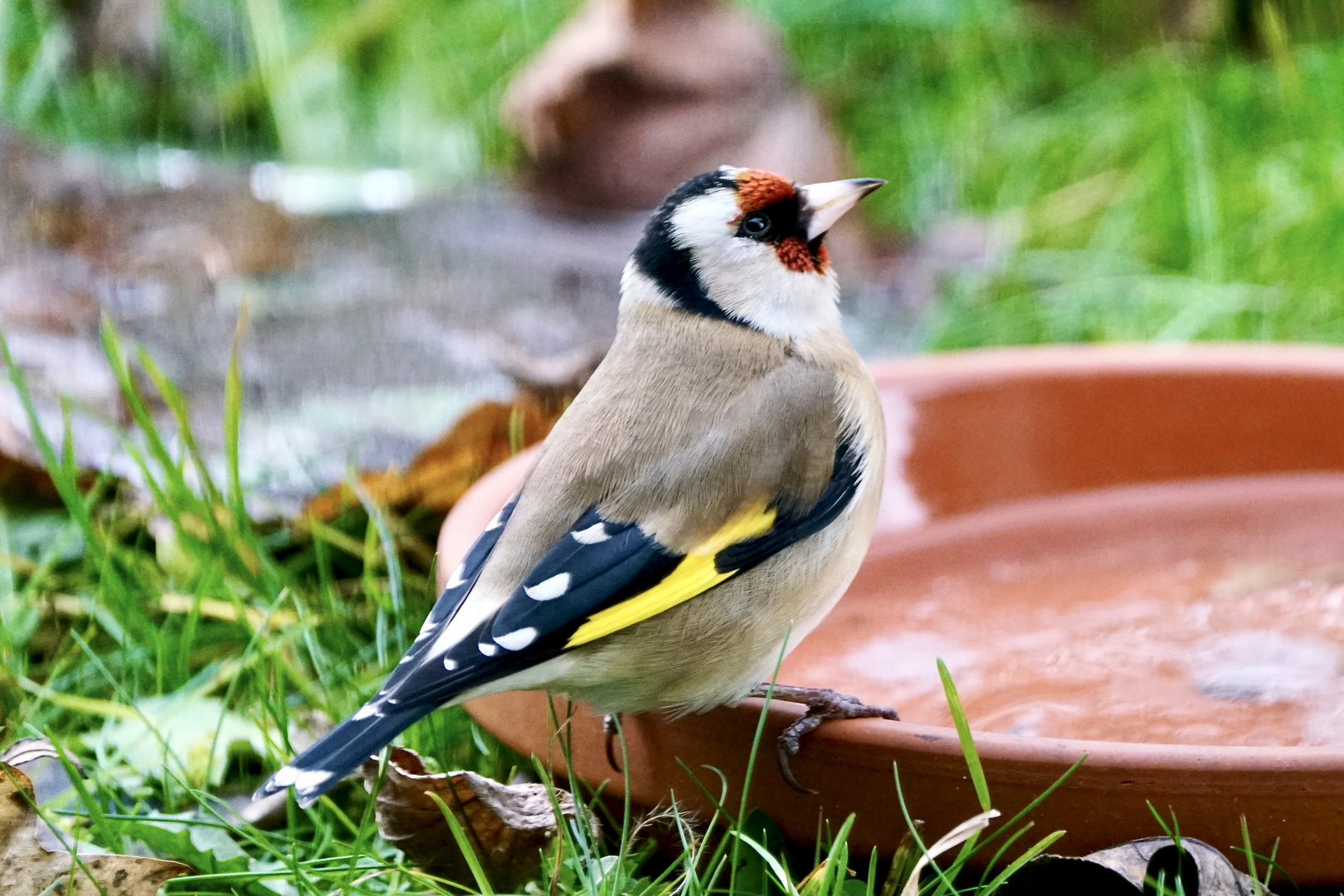 Stieglitz (Carduelis carduelis)