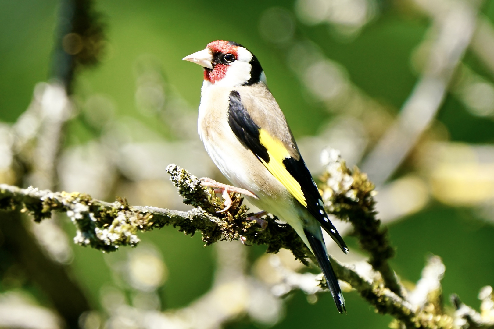 Stieglitz (Carduelis carduelis)