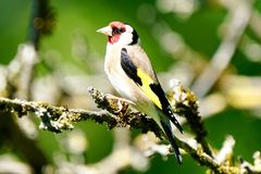 Stieglitz (Carduelis carduelis)