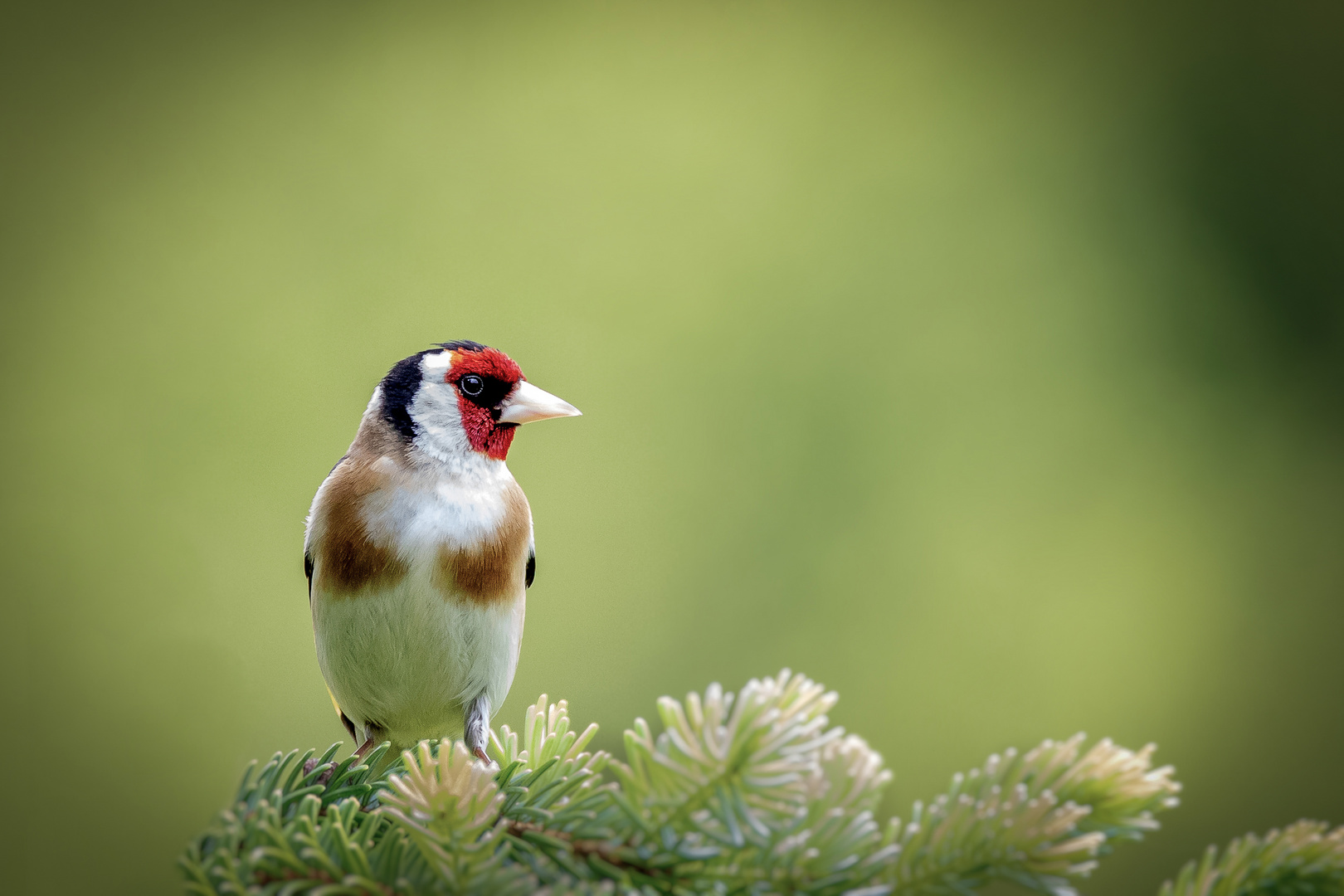 Stieglitz (Carduelis carduelis)