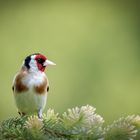 Stieglitz (Carduelis carduelis)