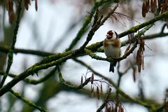 Stieglitz (Carduelis carduelis)