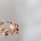 Stieglitz (Carduelis carduelis)