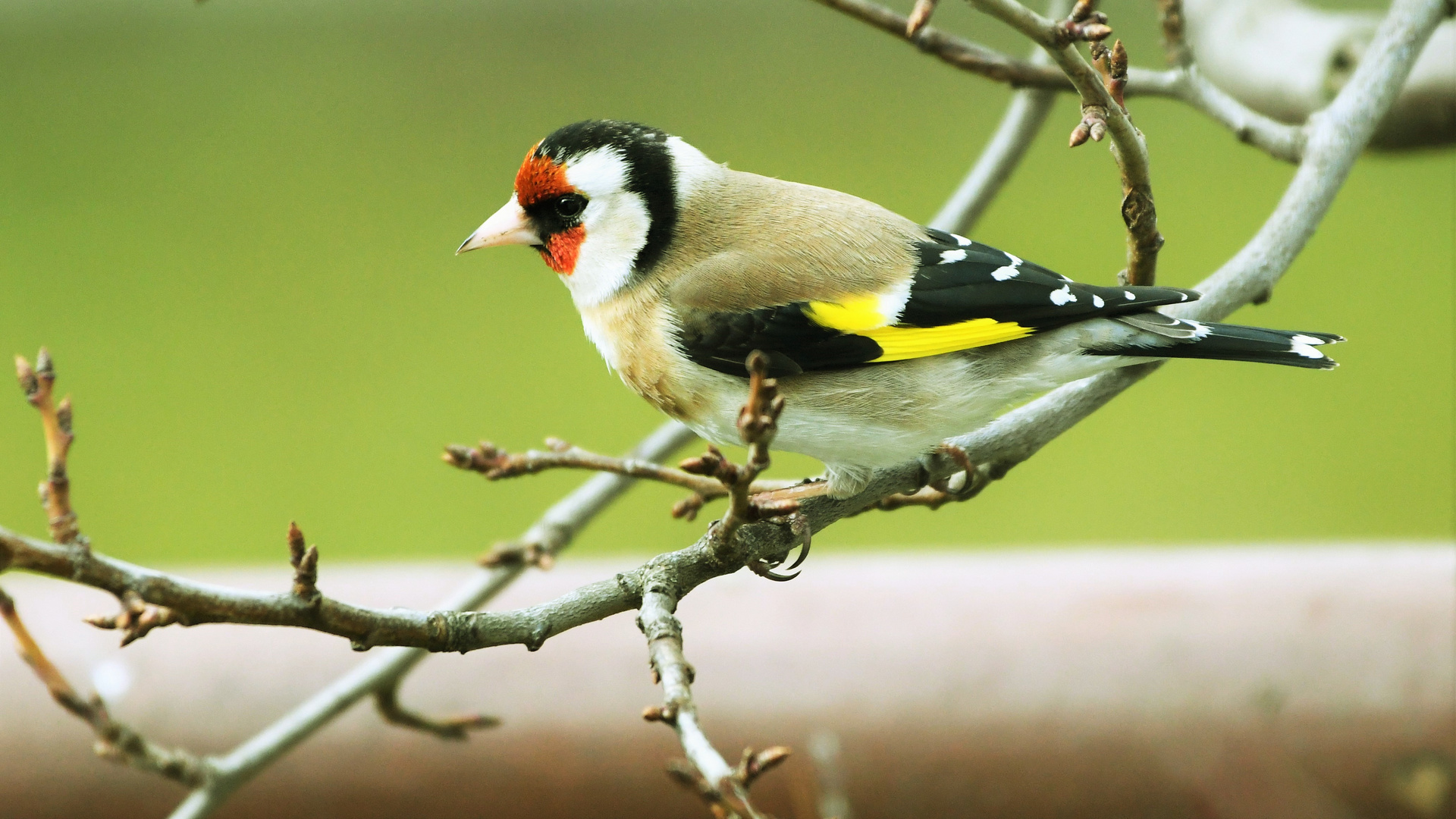 Stieglitz ( Carduelis carduelis)