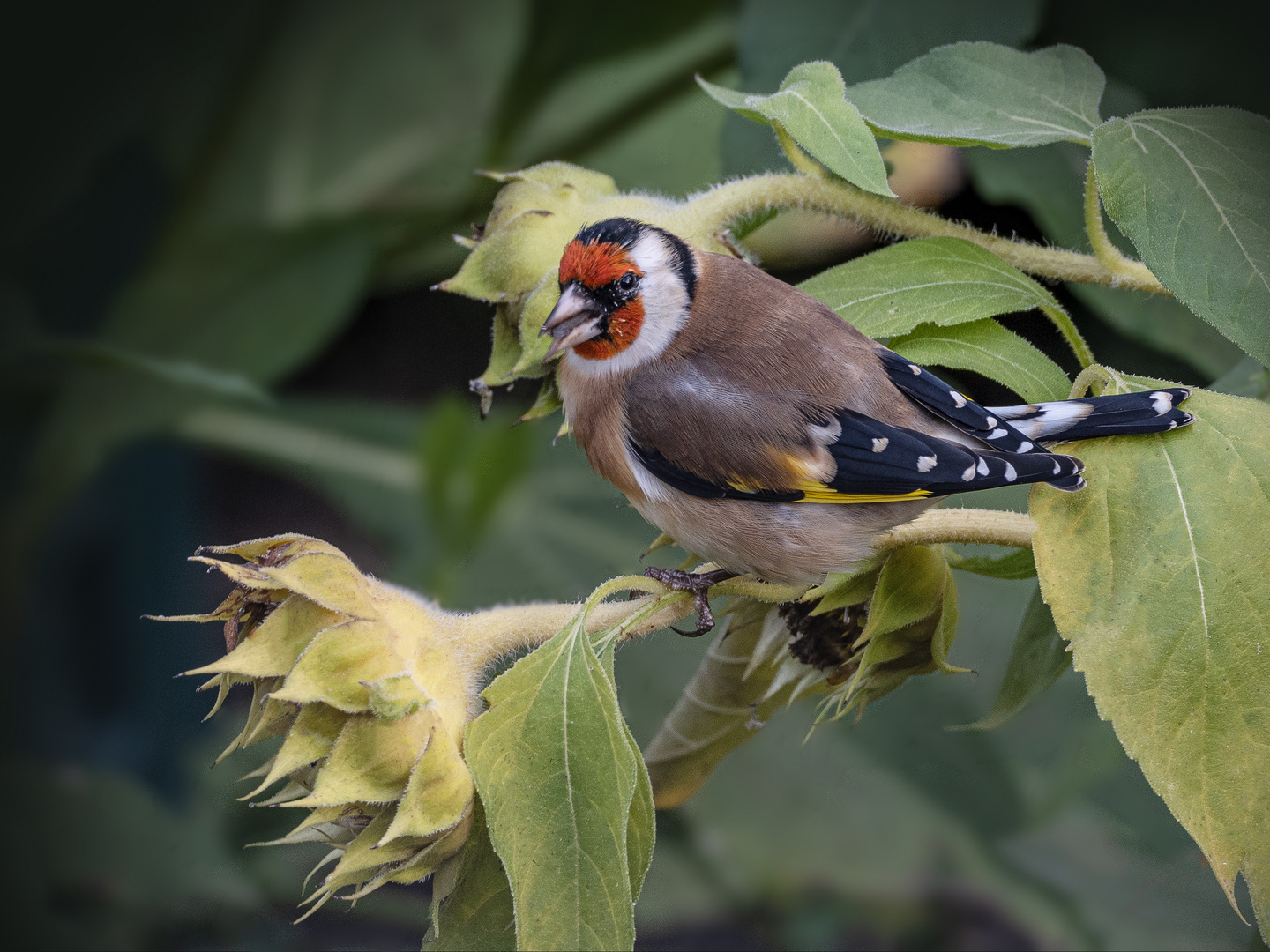  Stieglitz (Carduelis carduelis )