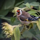  Stieglitz (Carduelis carduelis )