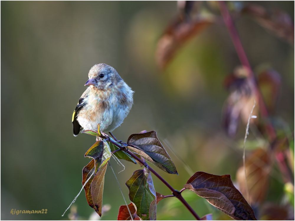 Stieglitz (Carduelis carduelis) ....