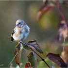 Stieglitz (Carduelis carduelis) ....