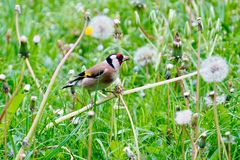 Stieglitz (Carduelis carduelis),