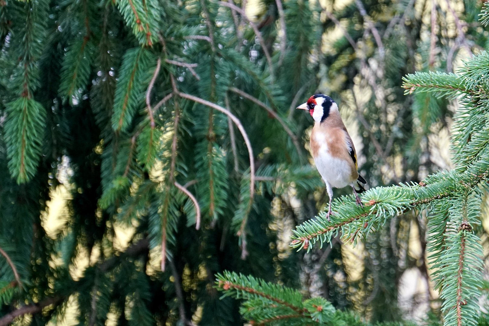 Stieglitz (Carduelis carduelis)