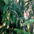 Stieglitz (Carduelis carduelis)