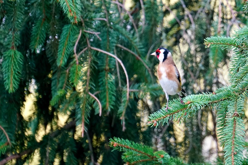 Stieglitz (Carduelis carduelis)