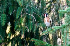 Stieglitz (Carduelis carduelis)