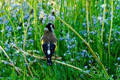 Stieglitz (Carduelis carduelis)