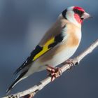 Stieglitz (Carduelis carduelis)