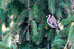 Stieglitz (Carduelis carduelis)