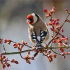 Stieglitz (Carduelis carduelis)