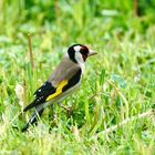 Stieglitz (Carduelis carduelis)