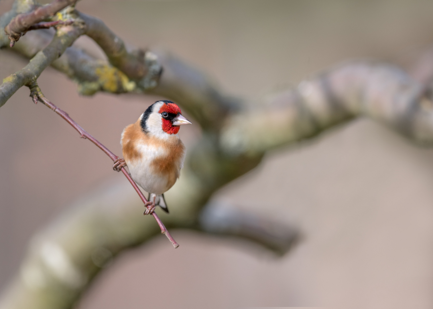 Stieglitz (Carduelis carduelis)