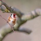 Stieglitz (Carduelis carduelis)