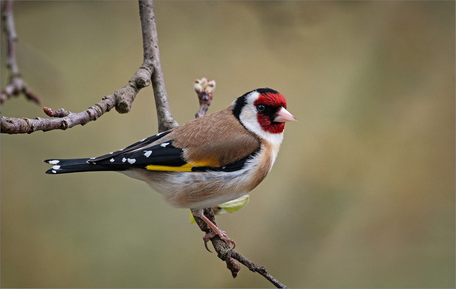 Stieglitz   -   Carduelis carduelis