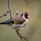 Stieglitz   -   Carduelis carduelis