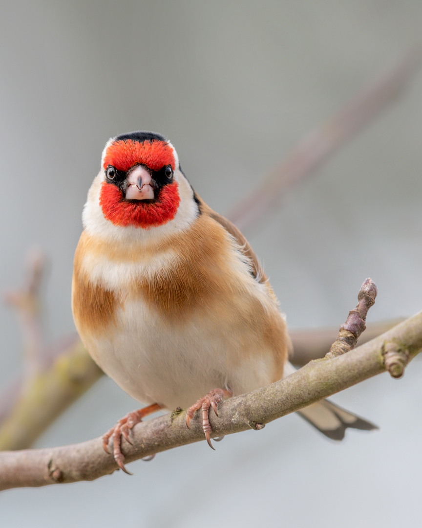 Stieglitz (Carduelis carduelis)