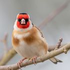 Stieglitz (Carduelis carduelis)