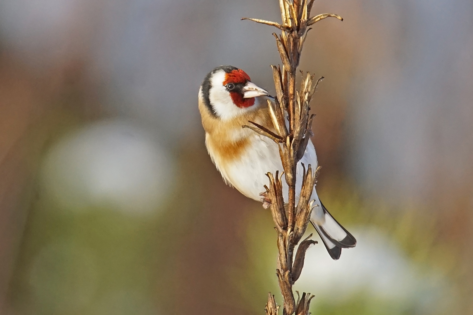 Stieglitz (Carduelis carduelis)