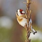 Stieglitz (Carduelis carduelis)