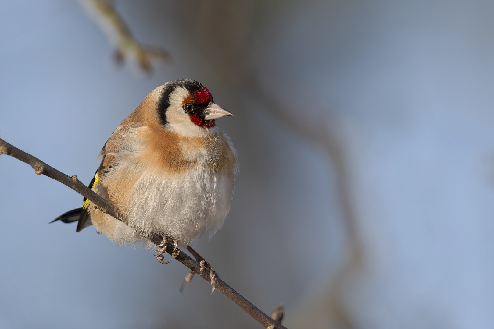 Stieglitz (Carduelis carduelis)