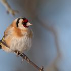 Stieglitz (Carduelis carduelis)