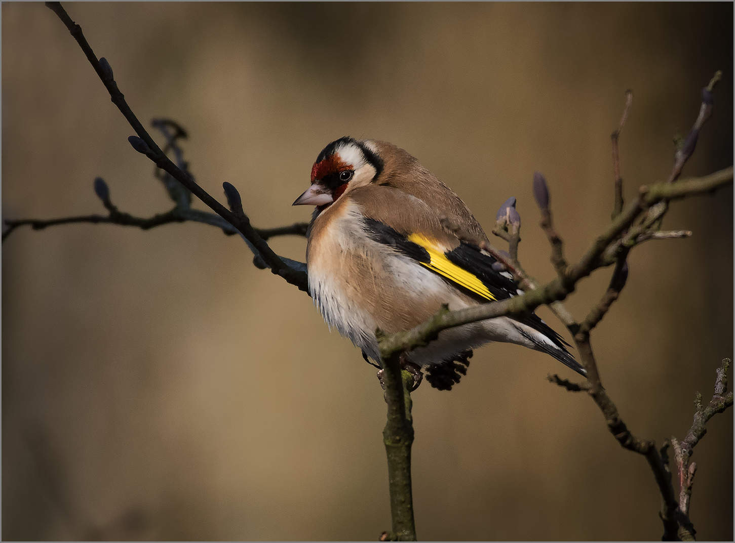 Stieglitz  -  Carduelis carduelis