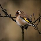 Stieglitz  -  Carduelis carduelis