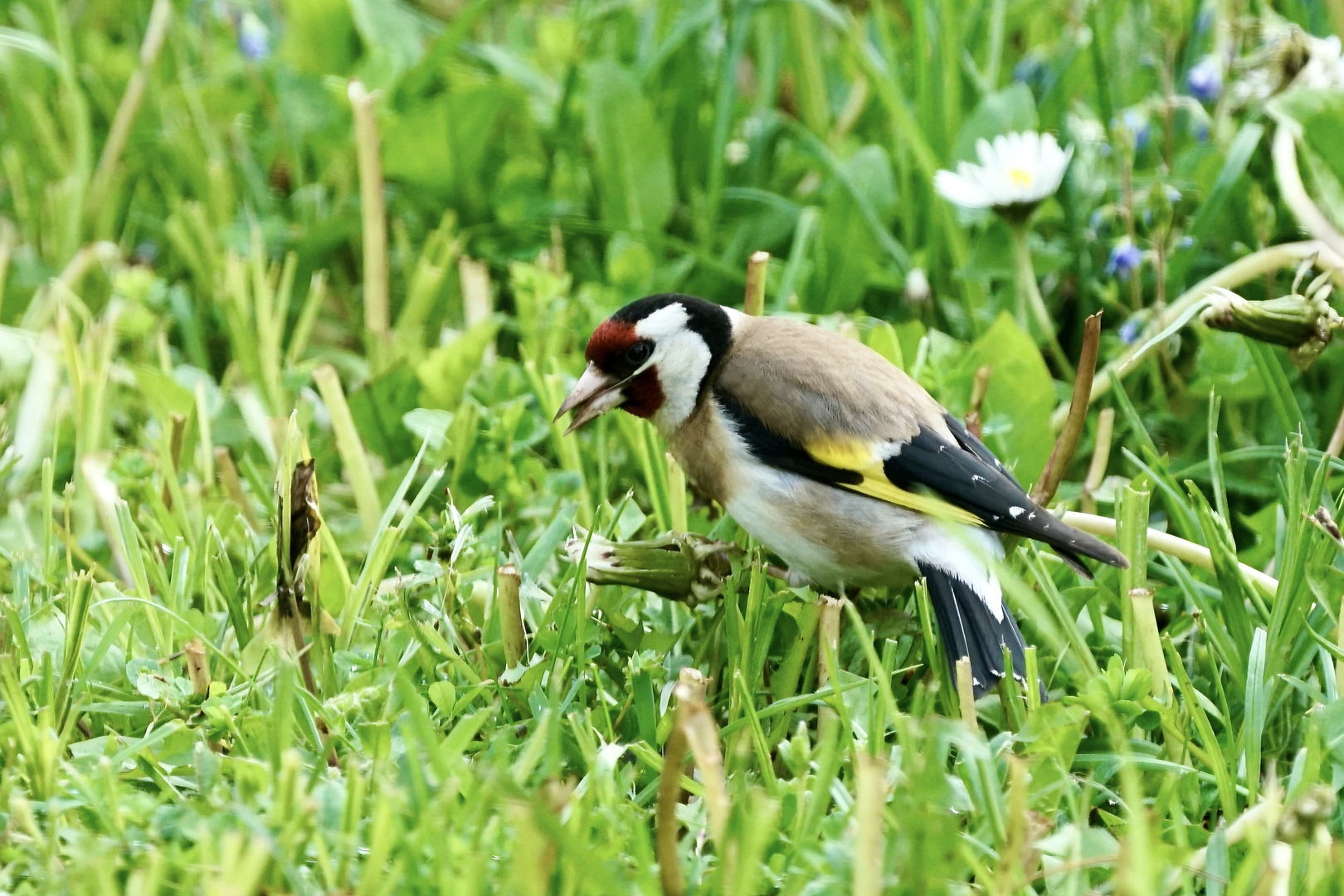 Stieglitz (Carduelis carduelis)