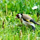 Stieglitz (Carduelis carduelis)