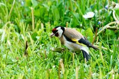 Stieglitz (Carduelis carduelis)