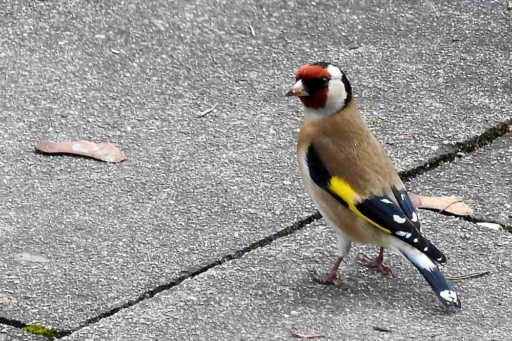 Stieglitz (Carduelis carduelis)