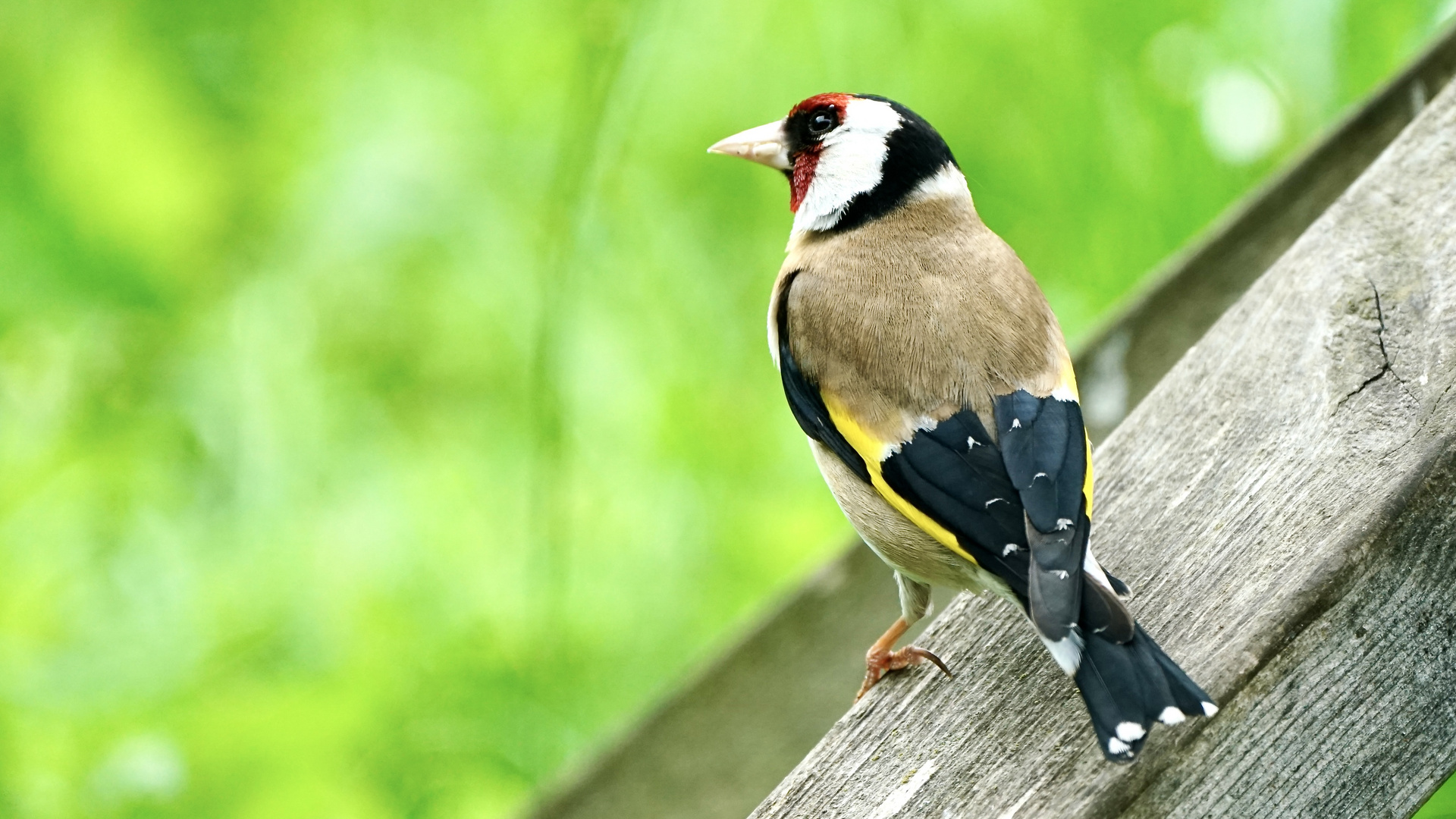 Stieglitz (Carduelis carduelis)