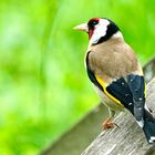 Stieglitz (Carduelis carduelis)