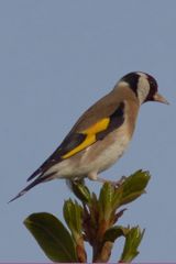 Stieglitz (Carduelis carduelis)