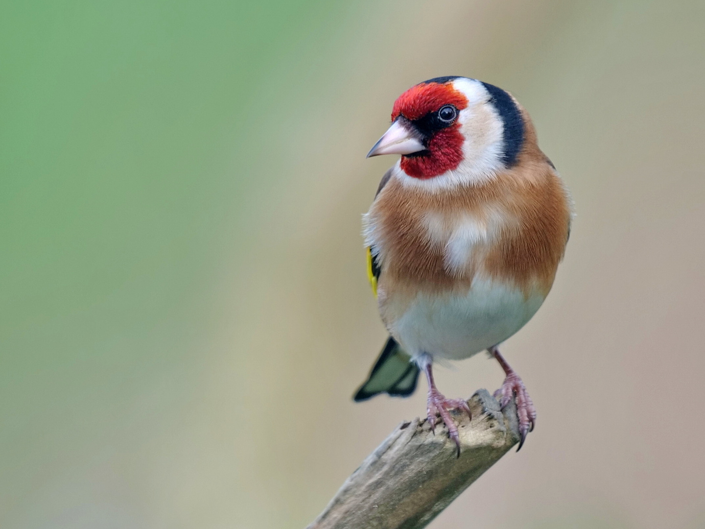 Stieglitz (Carduelis carduelis)