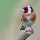 Stieglitz (Carduelis carduelis)