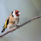 Stieglitz (Carduelis carduelis)