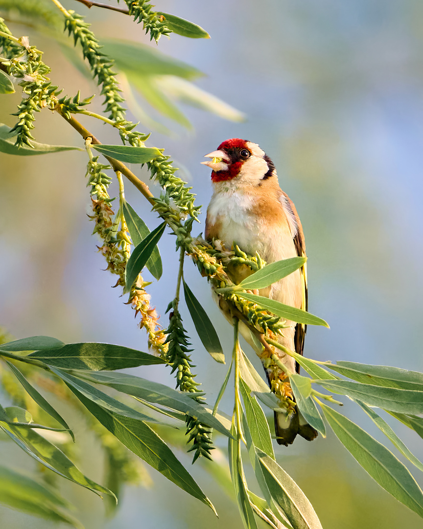 Stieglitz - Carduelis carduelis